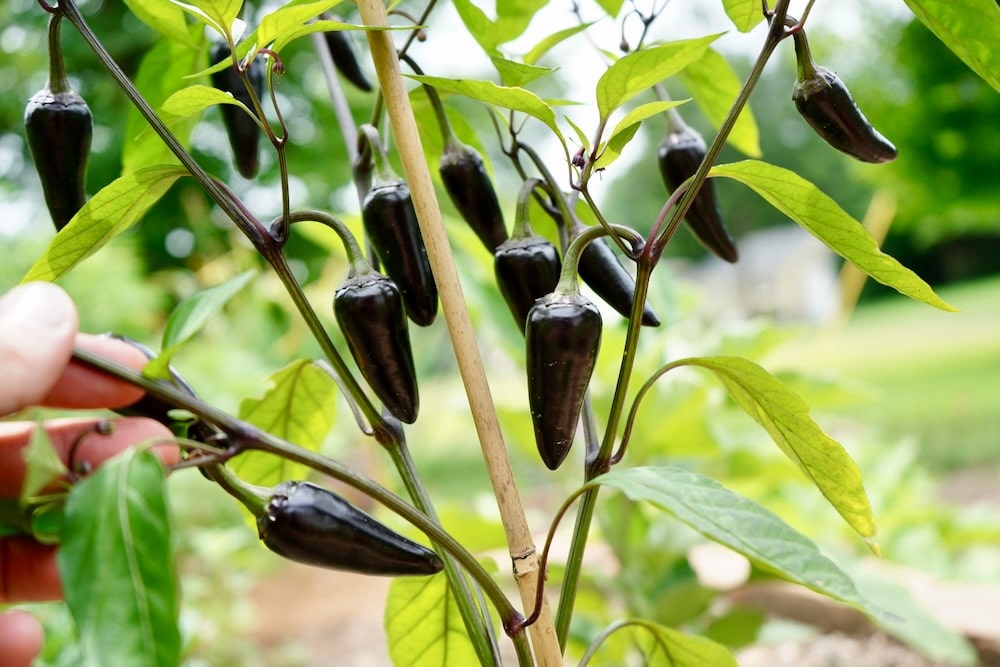 Purple jalapeno peppers on plant