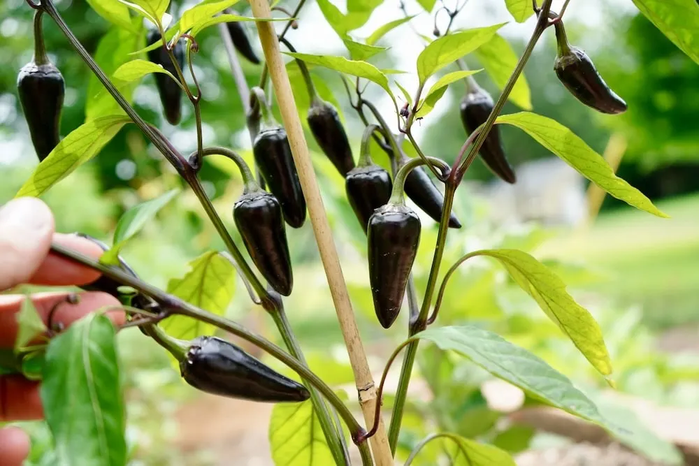 Purple jalapeno peppers on plant