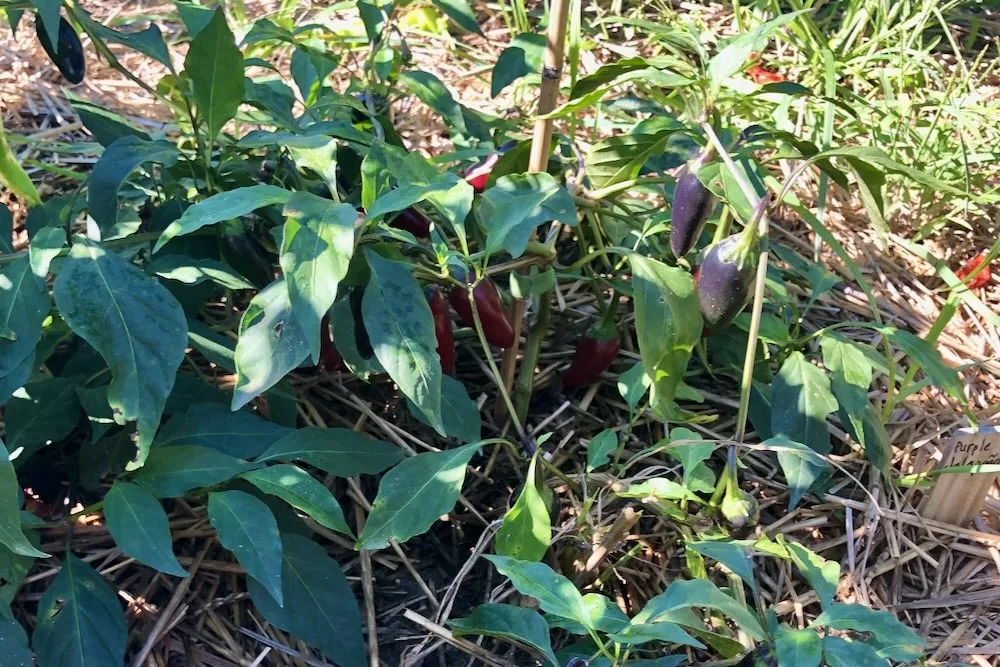 Purple jalapeno plant