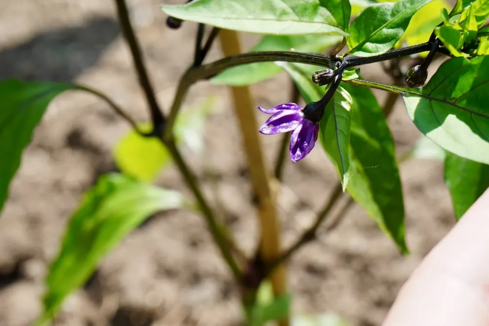 Purple jalapeno pepper flower