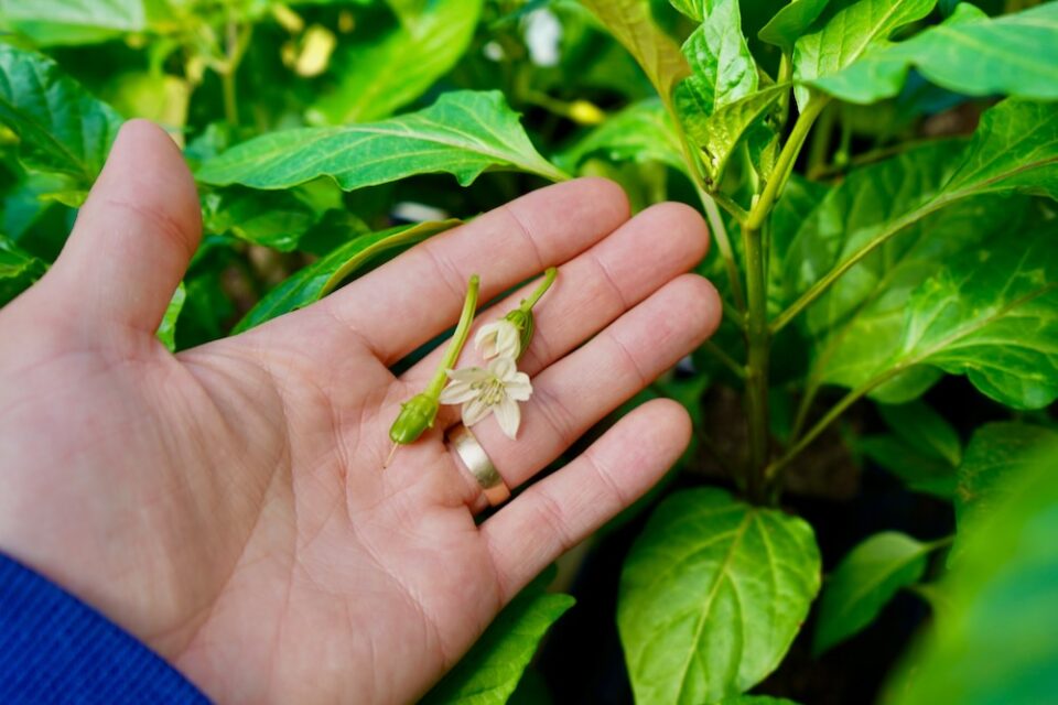 Should I Pinch Early Flower Buds Off My Pepper Plants? Pepper Geek