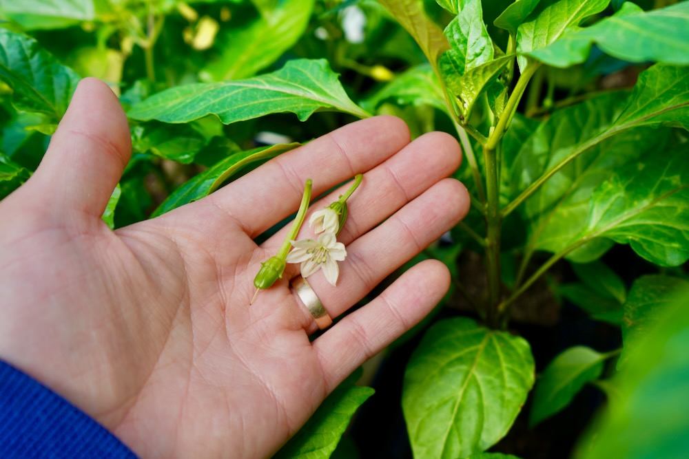 Early flowers picked from pepper plant