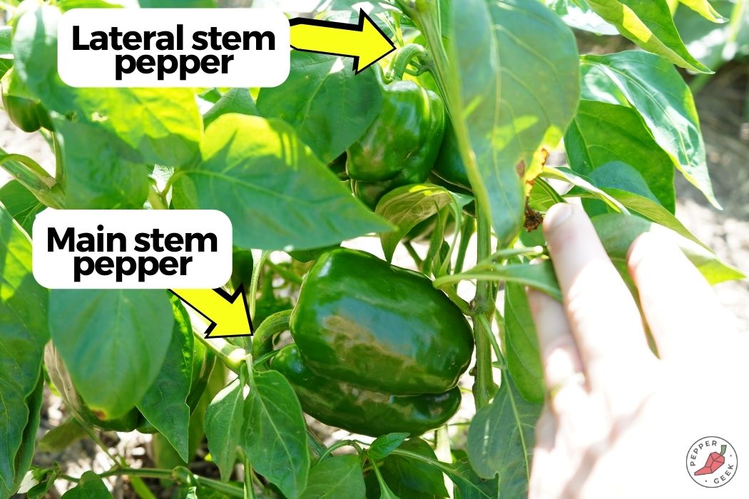 Main stem vs lateral stem pepperes