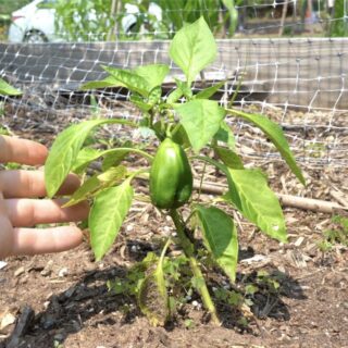 Small bell pepper on short plant
