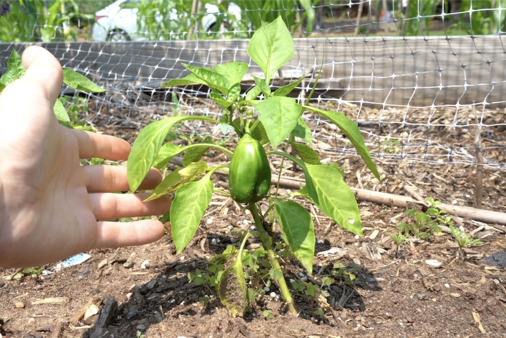 Bell Pepper Plants In Containers