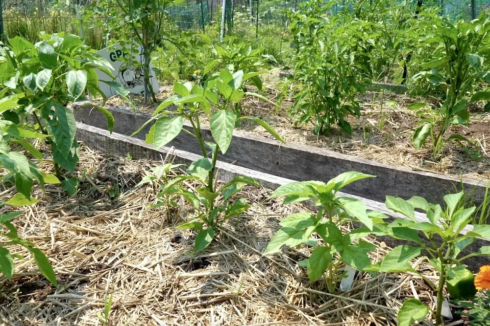 Small bell pepper plants in raised beds