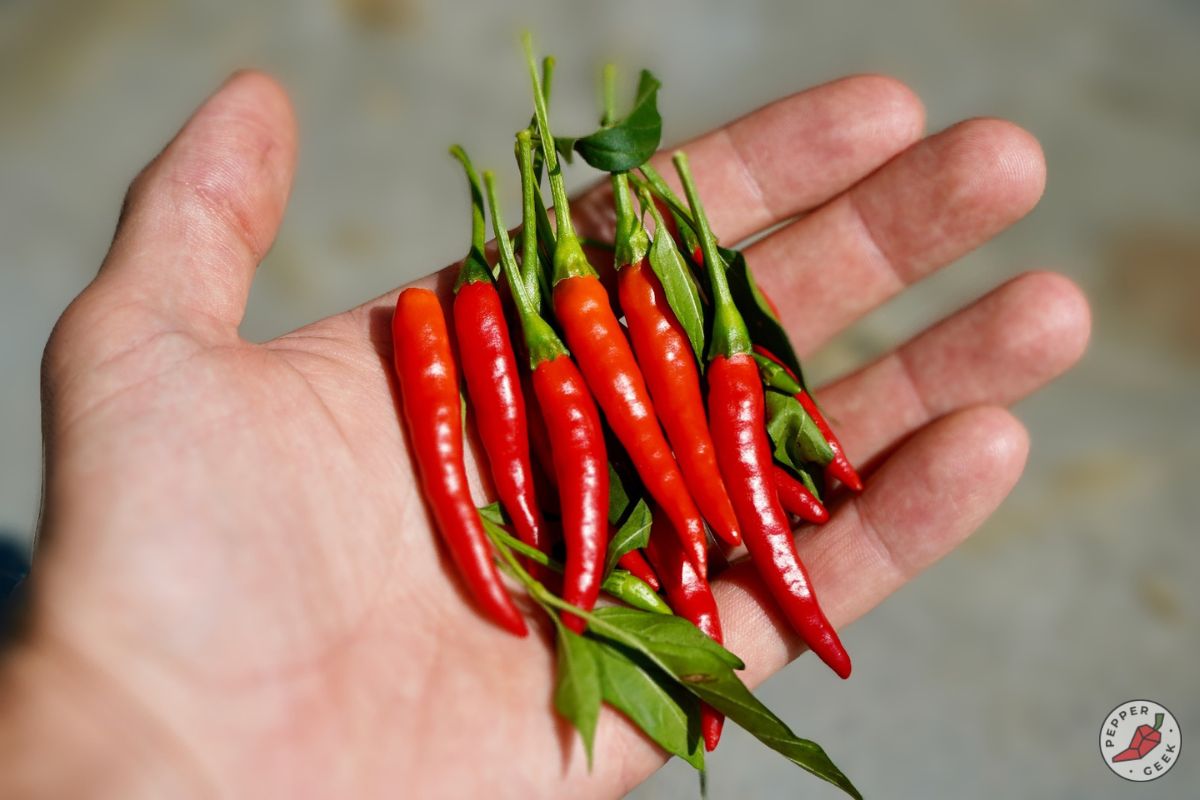 Super Thai red chiles