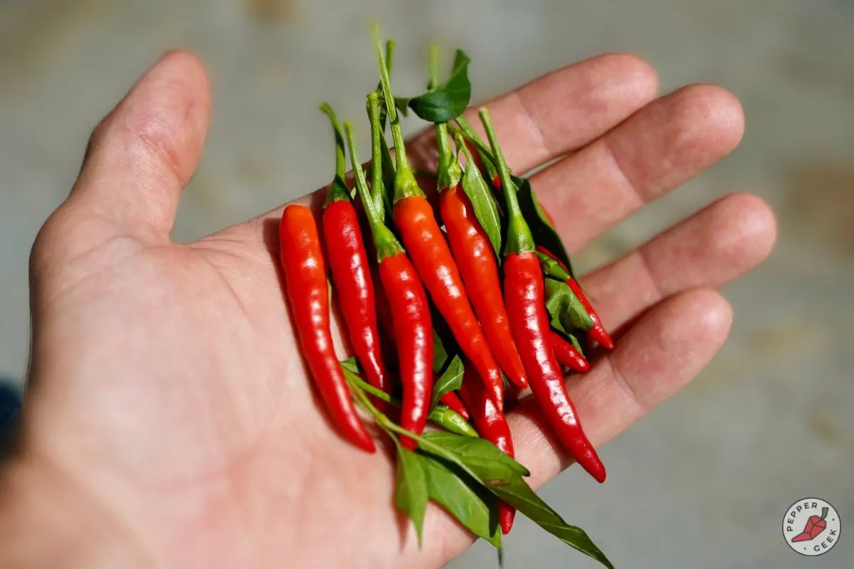 Thai red chili peppers