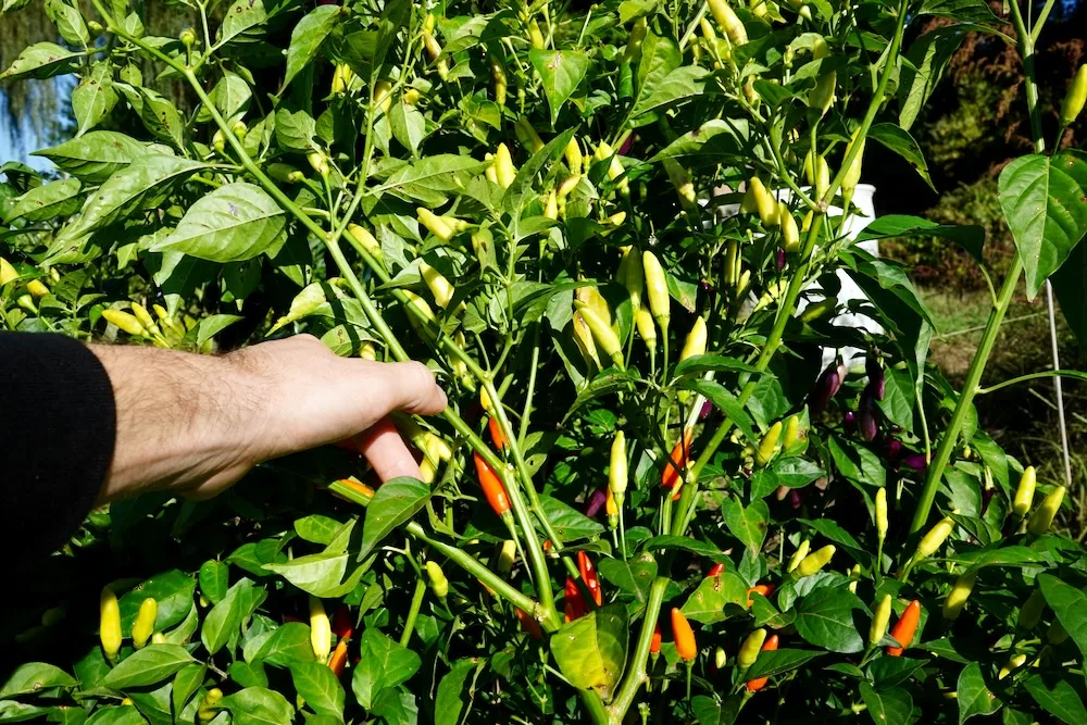 Tabasco peppers growing on plant upright