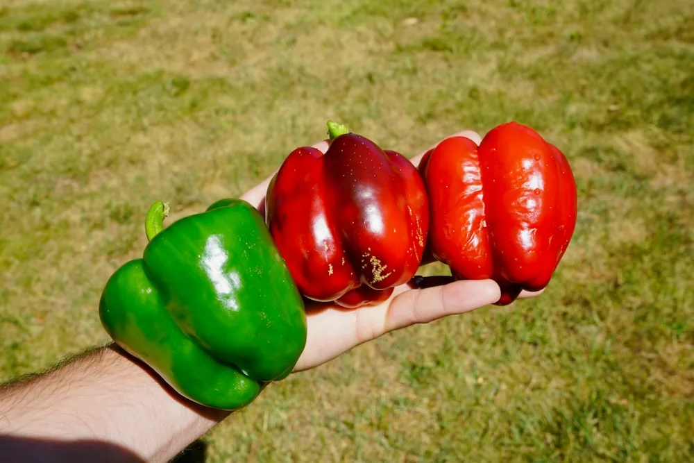 Bell Pepper Colors - Why Wont My Green Peppers Turn Red?