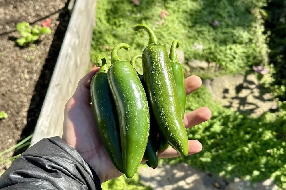 Hand holding green "jedi" jalapeño peppers