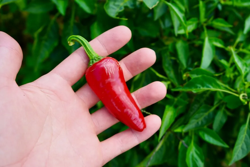 Red fresno pepper fresh off the plant