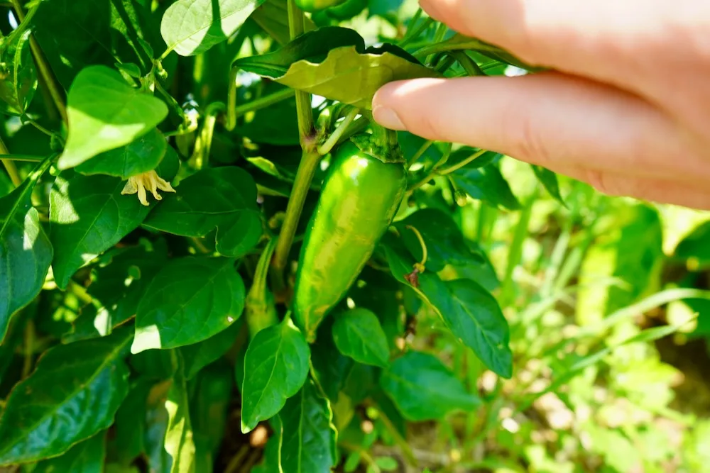 Unripe Fresno Pepper growing on plant
