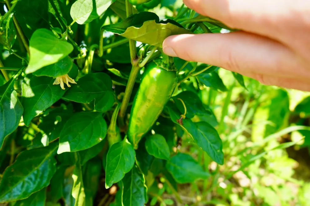 Fresno Pepper at Whole Foods Market