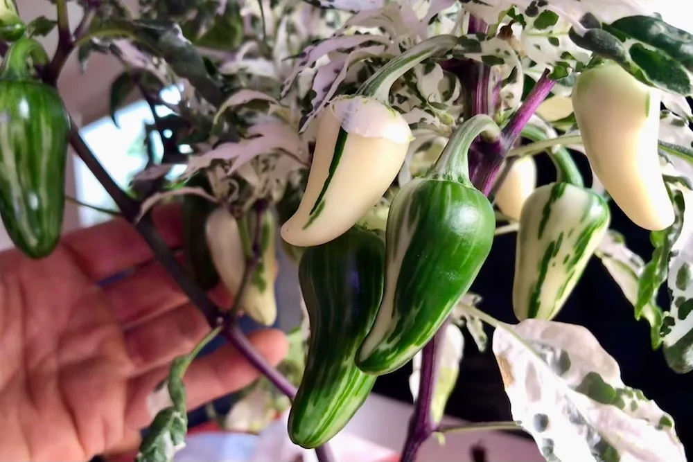 Mattapeño pepper plant with white pods