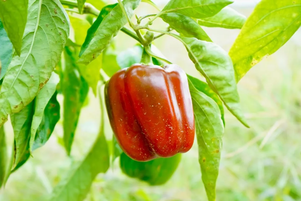 Red Bell Pepper, Two Live Garden Plants