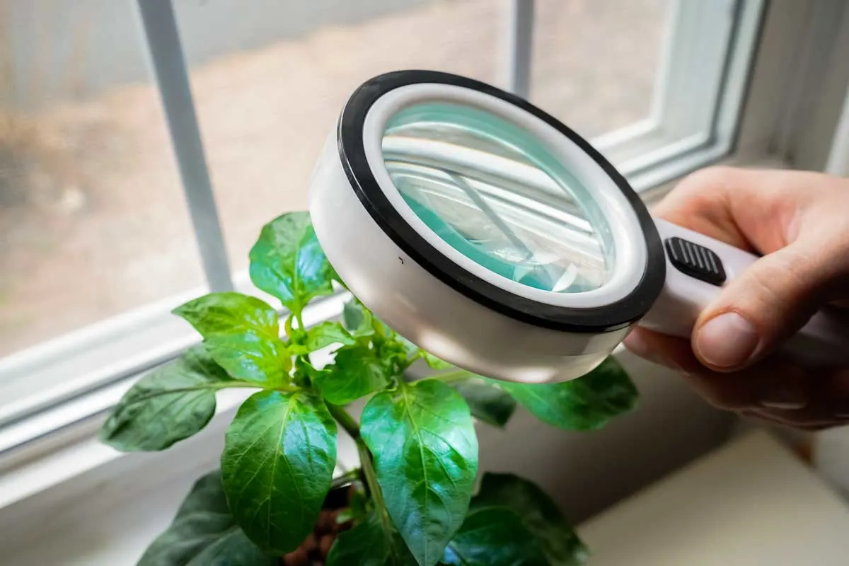 Using a magnifying glass to check for pest