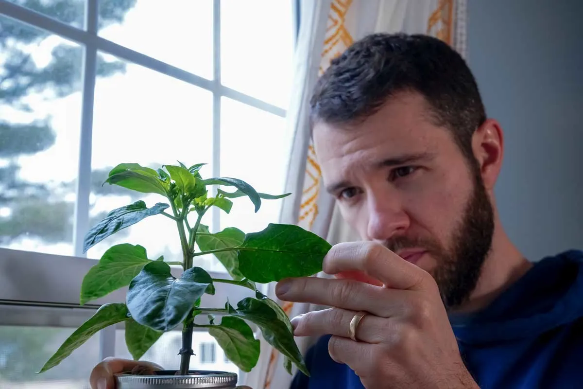 Observing pepper plant leaves in the light