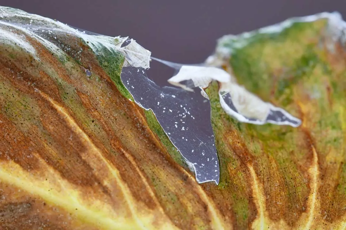 Spider mite webbing on leaf