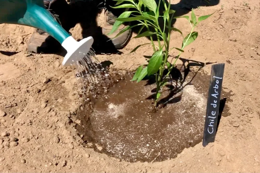 Watering pepper plant with trench around stem