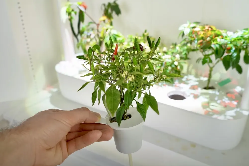 Click and grow plant cup with piri piri peppers