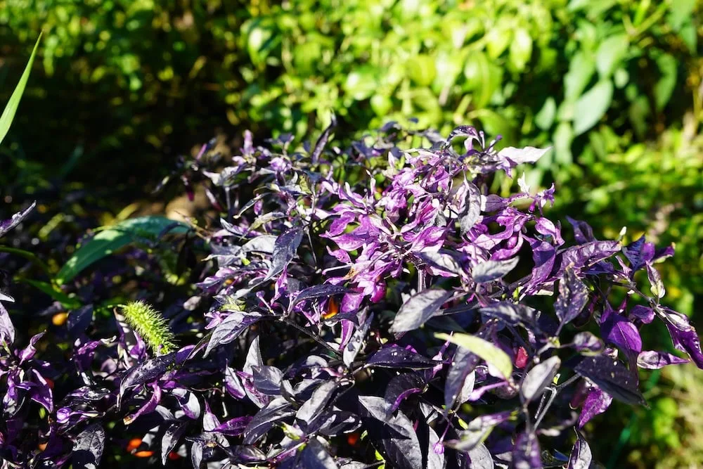 Fluorescent purple plant