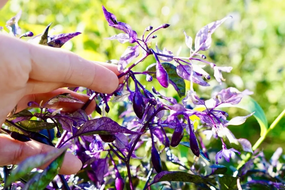 Fluorescent purple pods and foliage