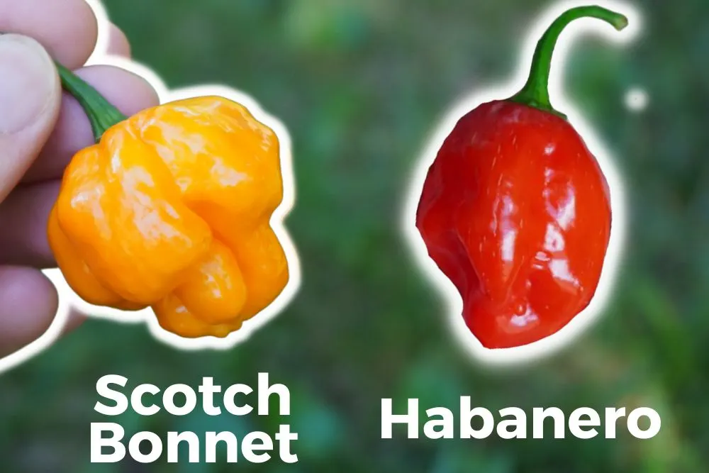 Scotch bonnet vs habanero pepper