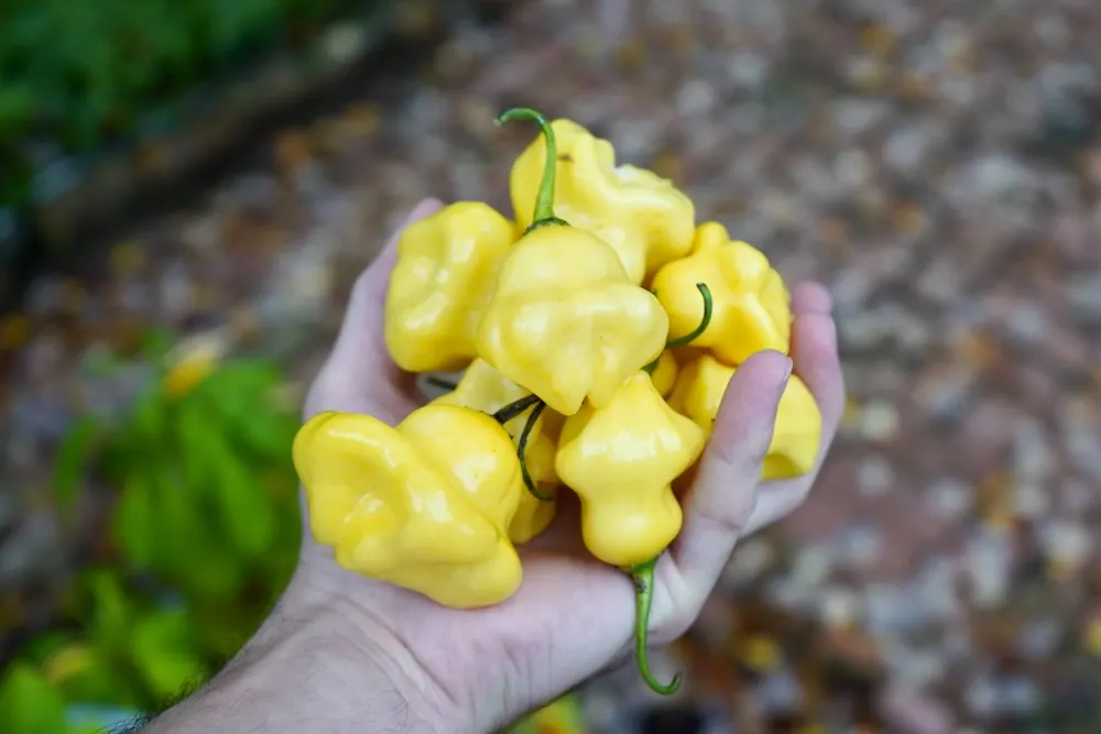 Aji fantasy peppers ripe