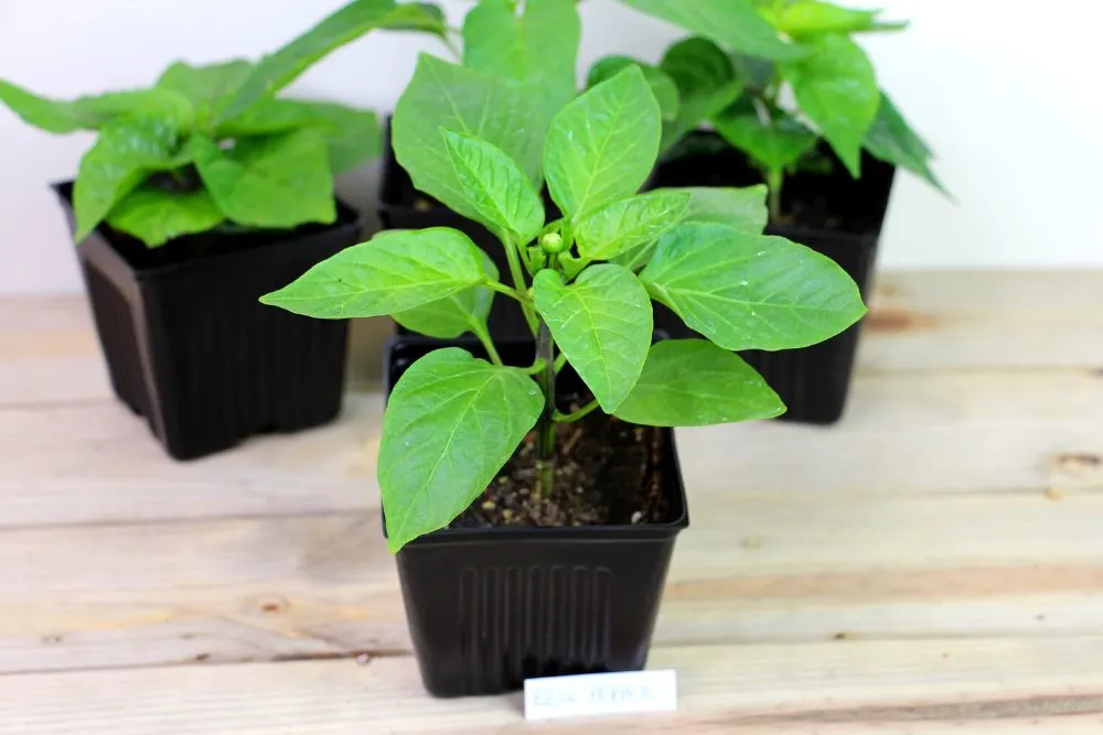 Bell pepper growth stage