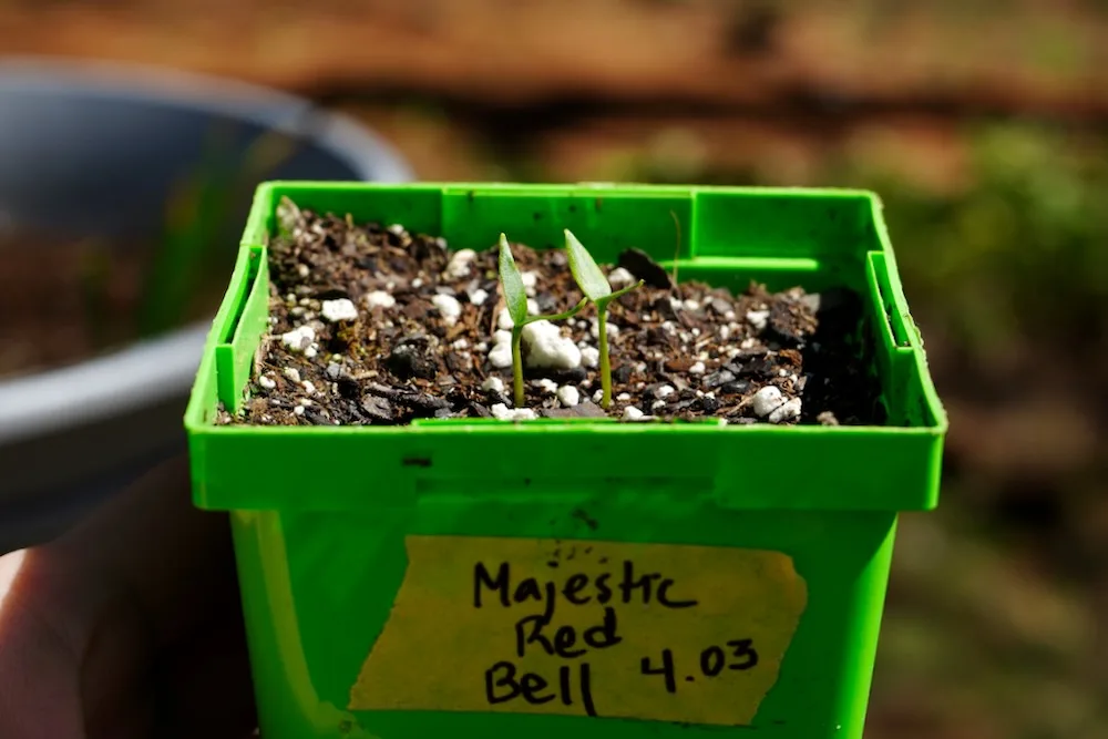 Bell pepper seedlings in pot