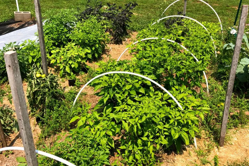 Mature pepper plants