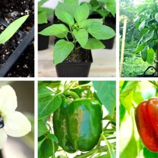 bell pepper plant growing stages