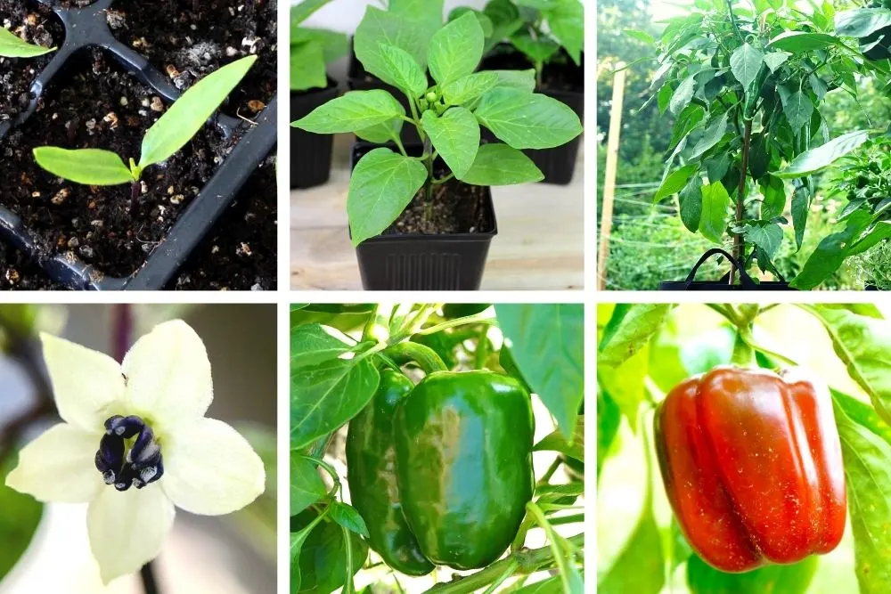 Green bell on sale pepper plant