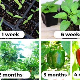 How long do peppers take to grow? Bell pepper examples at seedling stage, medium size, fully grown, unripe, and ripe.