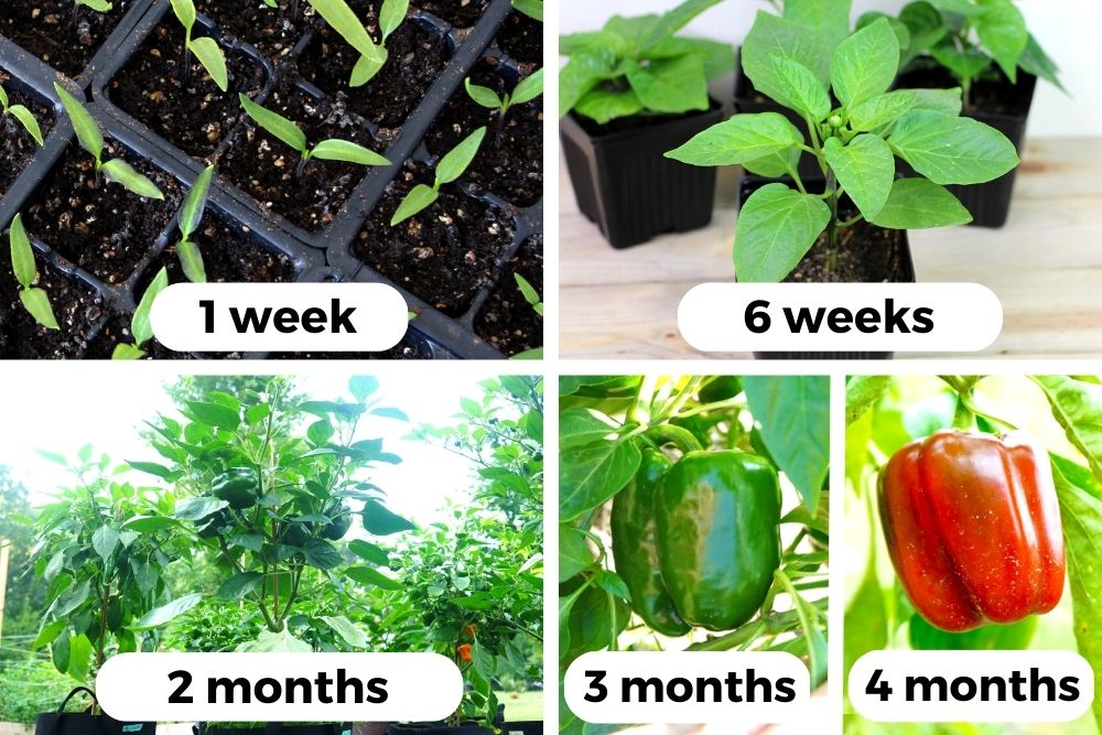 How long do peppers take to grow? Bell pepper examples at seedling stage, medium size, fully grown, unripe, and ripe.