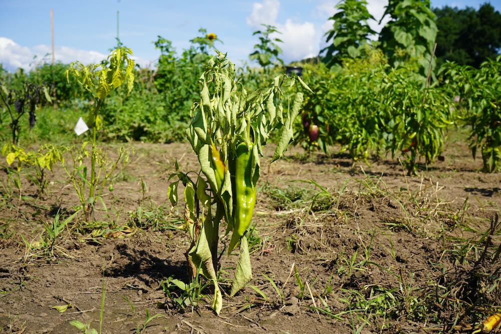 7 Signs Of Overwatering Pepper Plants
