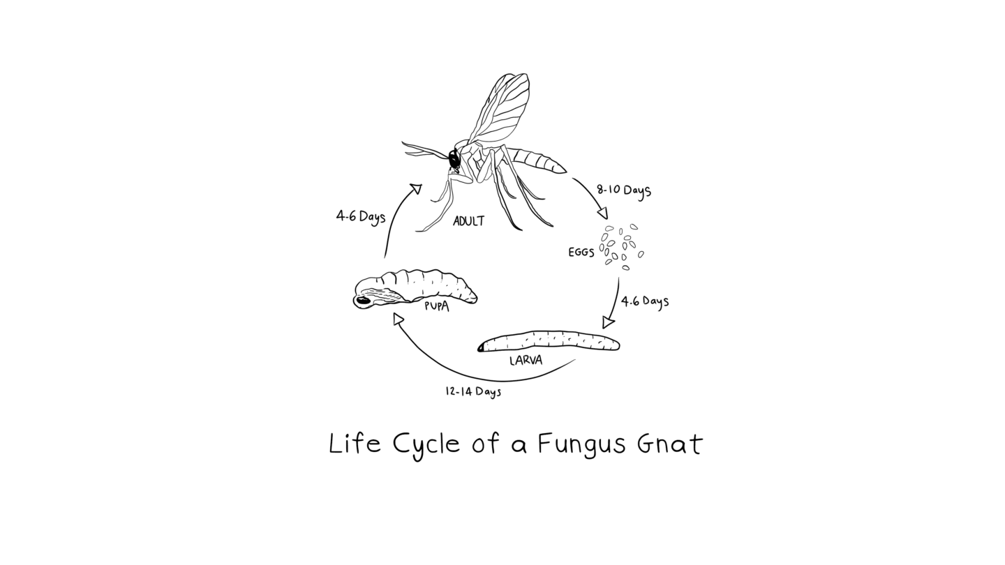 fungus gnat life cycle