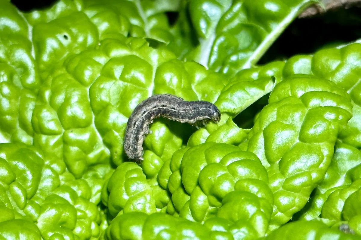 Cutworm feeding on bok choi