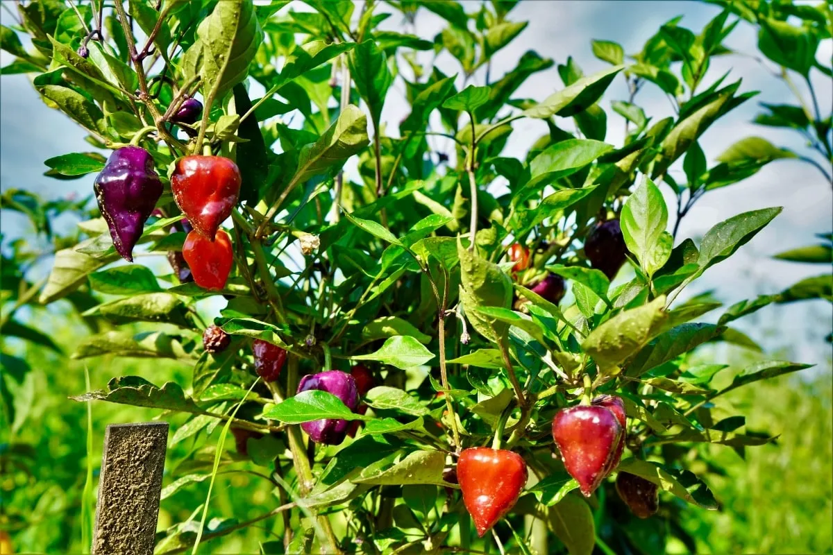 Purple UFO pepper plant with pods