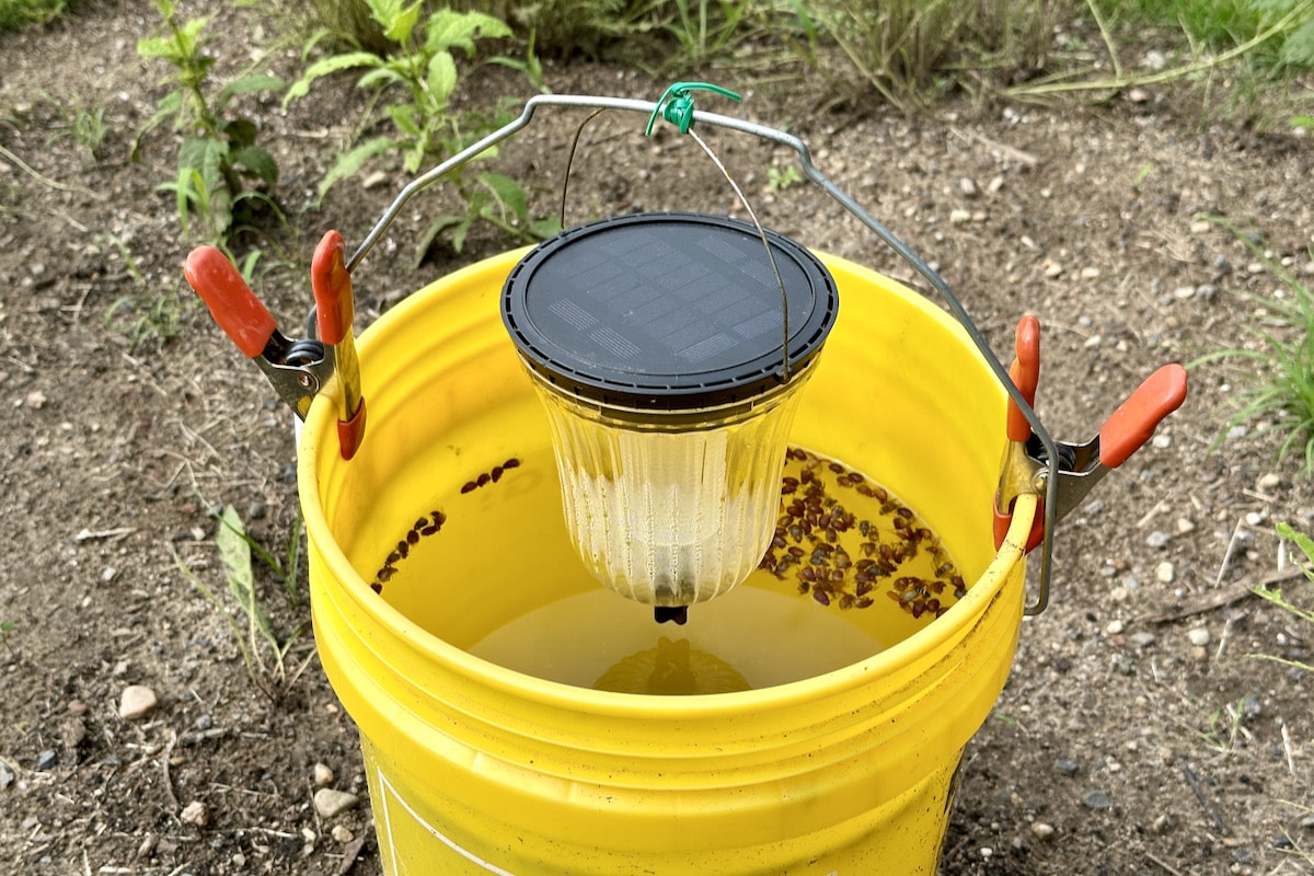 Beetle bucket trap