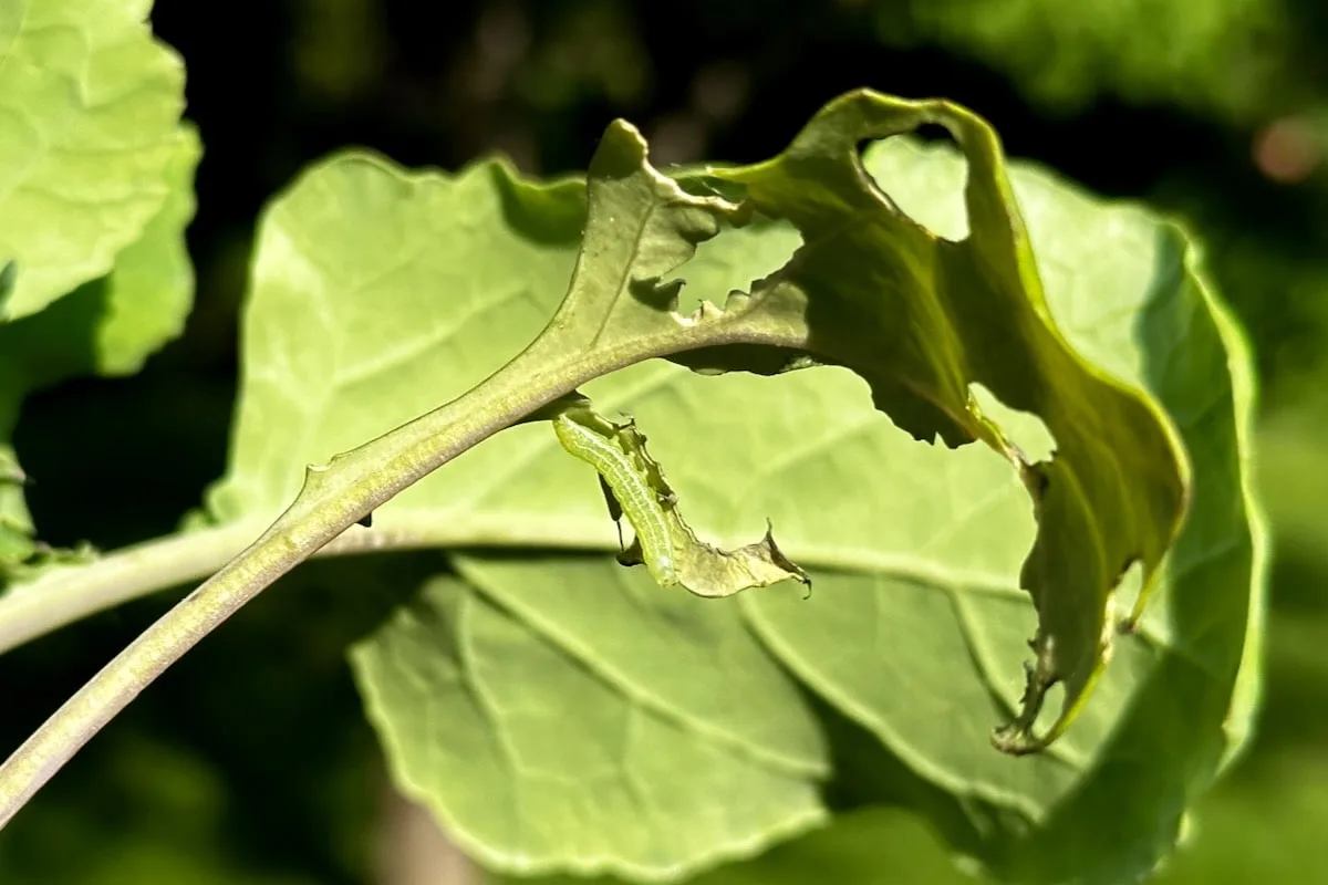 Caterpillar on plant