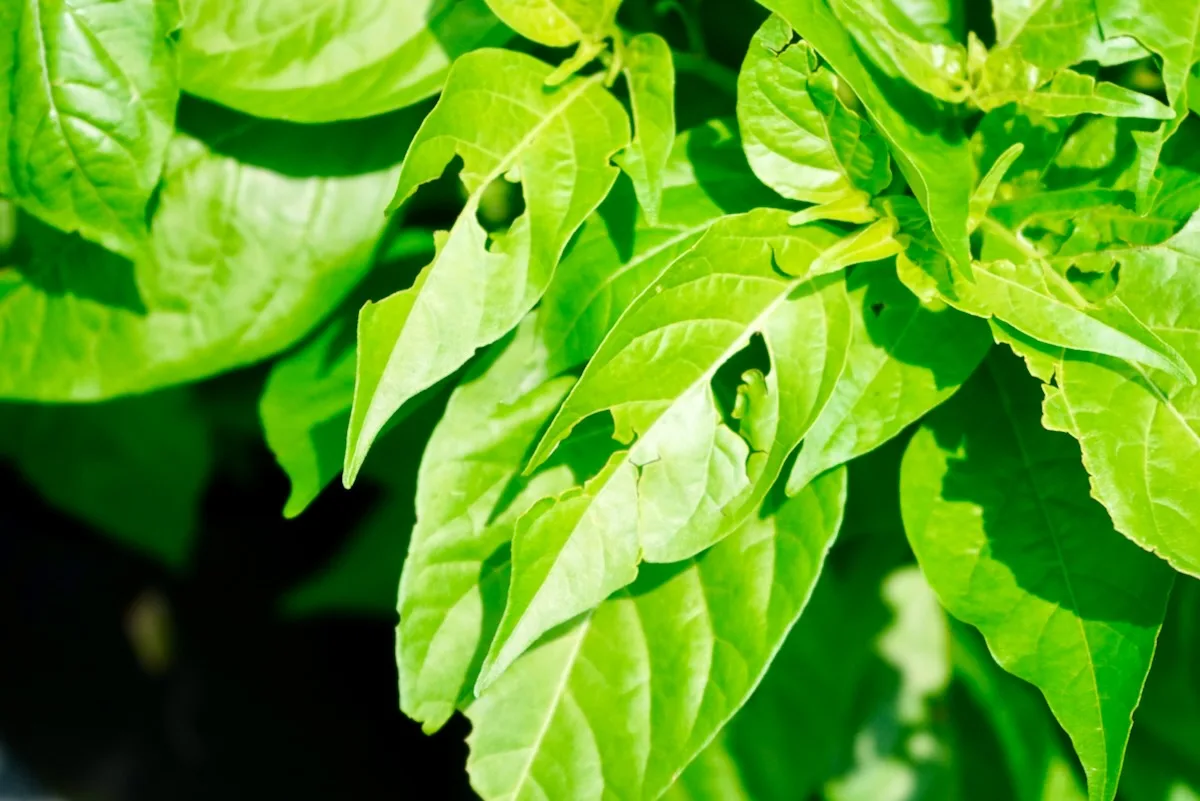 Damaged pepper leaves