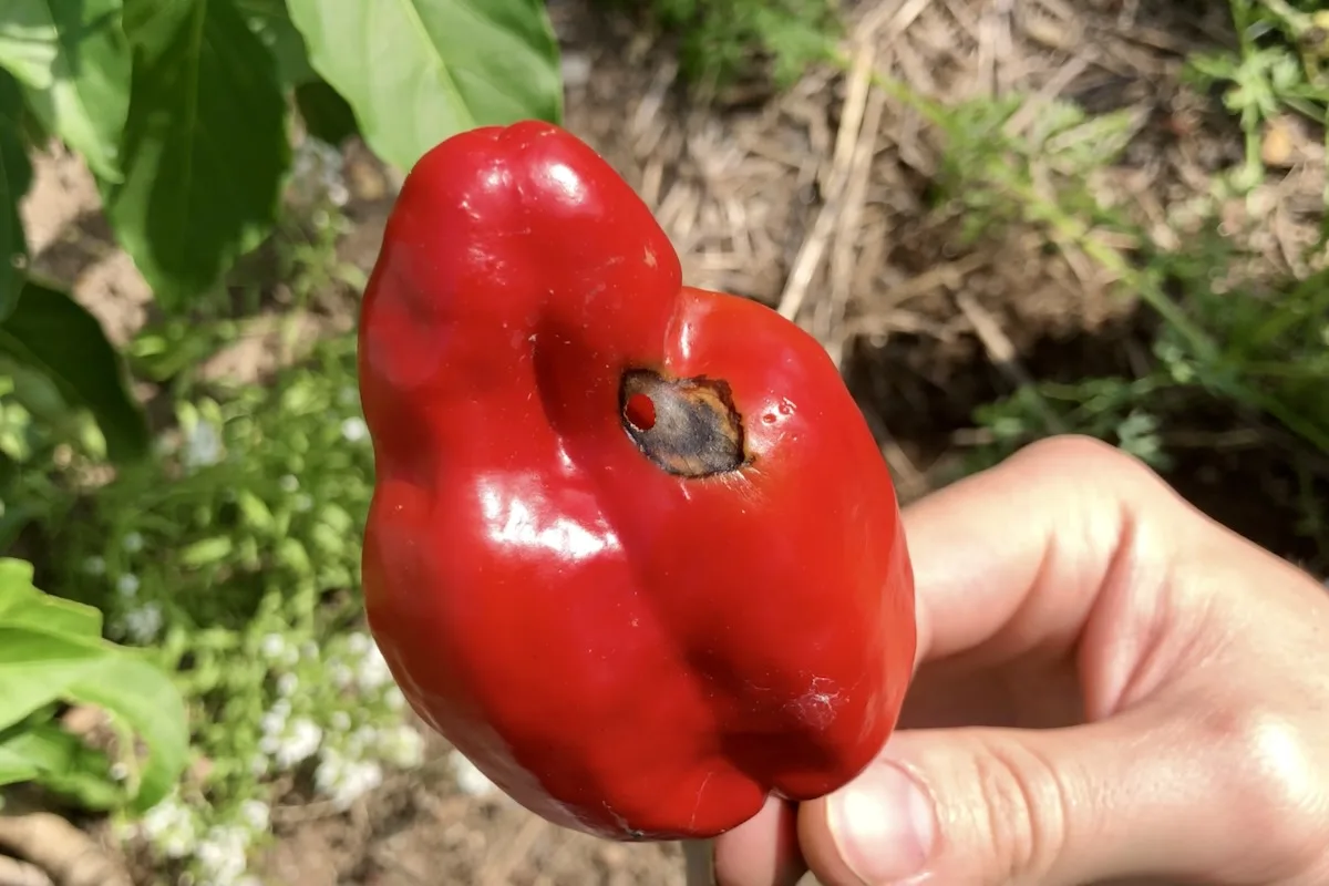 Hole in pepper