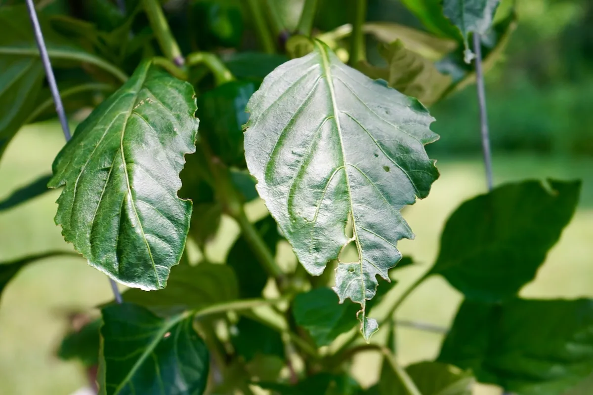 Holes in pepper plant leaves beetles