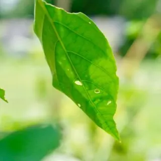 Holes in pepper plant leaves insect damage