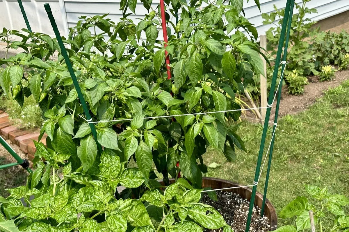 Large pepper plant with custom cage support stake