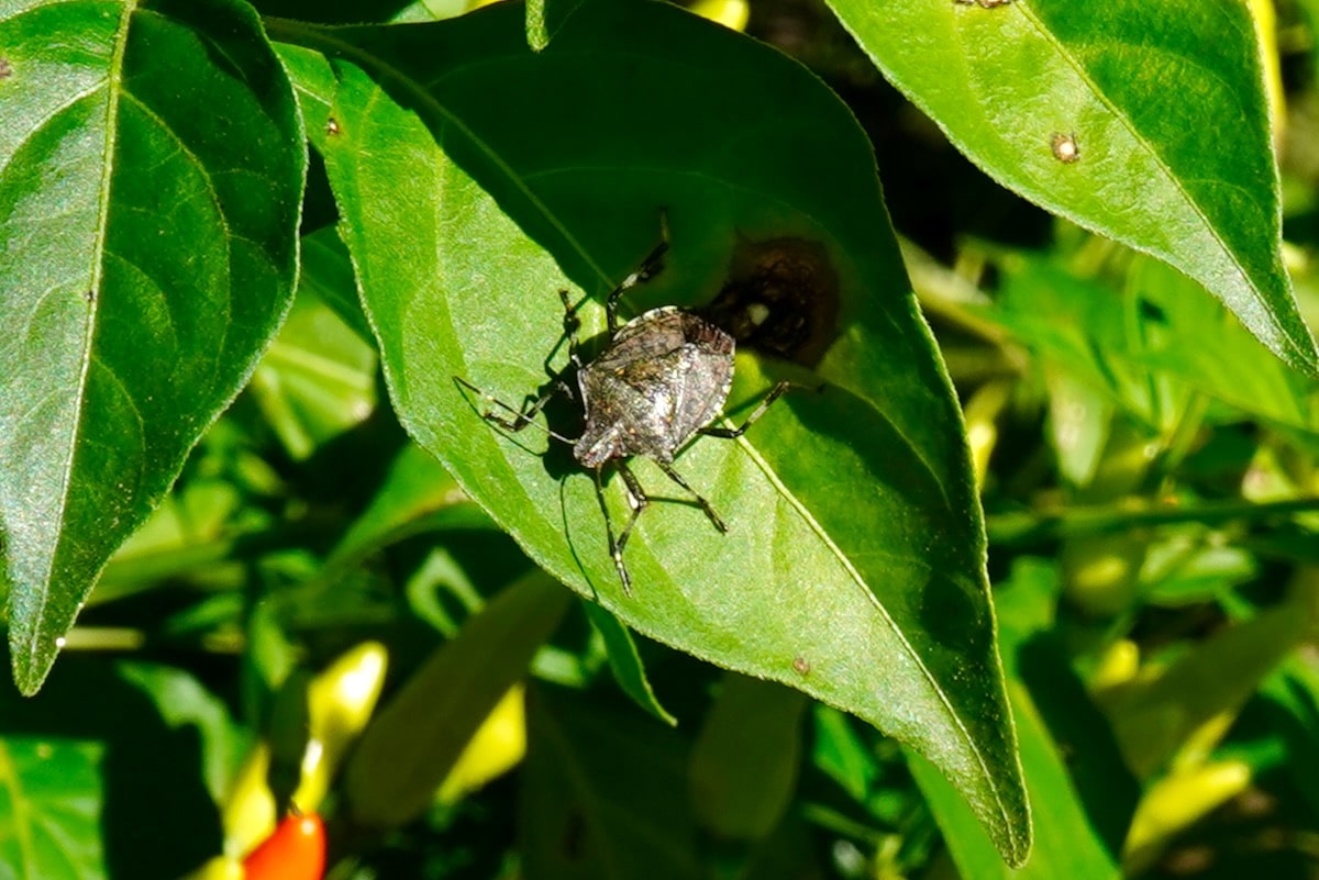 Stink bug on tabasco pepper plant