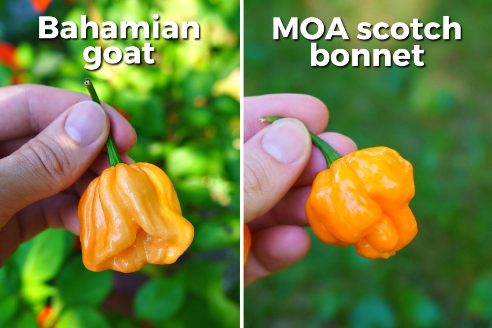 Bahamian goat pepper (left) and MOA scotch bonnet pepper (right).