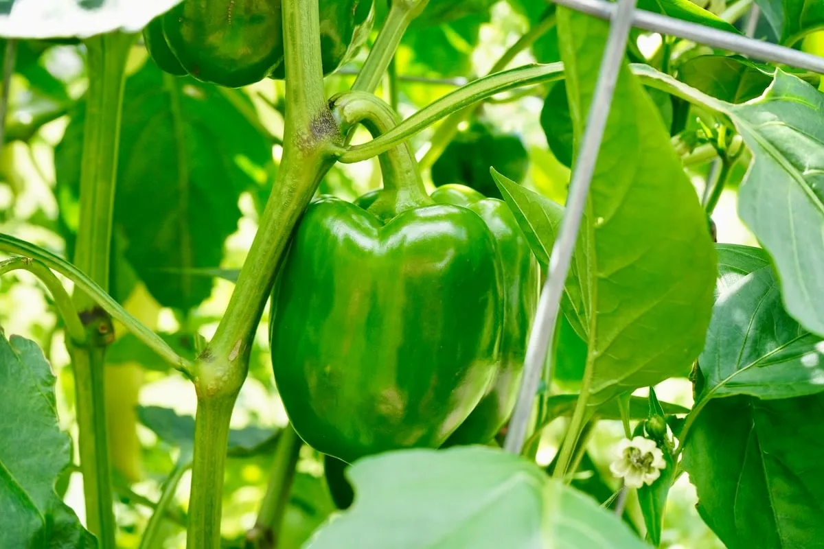 Green bell peppers on plant closeup